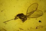 Two Fossil Flies (Diptera) In Baltic Amber #145406-1